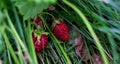 Two strawberries on ground under green leaves