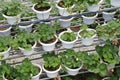 Strawberry plant in the strawberry farm. Planted uses a multi-storey shelf to save space.