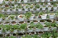 Strawberry plant in the strawberry farm. Planted uses a multi-storey shelf to save space.