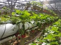 Strawberry plant in the strawberry farm. Planted uses a multi-storey shelf to save space.