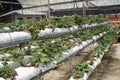 Strawberry plant in the strawberry farm. Planted uses a multi-storey shelf to save space.