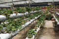 Strawberry plant in the strawberry farm. Planted uses a multi-storey shelf to save space.