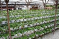 Strawberry plant in the strawberry farm. Planted uses a multi-storey shelf to save space.