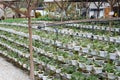 Strawberry plant in the strawberry farm. Planted uses a multi-storey shelf to save space.