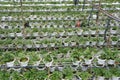 Strawberry plant in the strawberry farm. Planted uses a multi-storey shelf to save space.