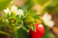 Strawberry plant with unripe berries on background, closeup Royalty Free Stock Photo