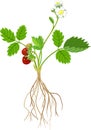 Strawberry plant