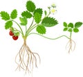 Strawberry plant