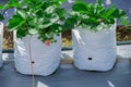 strawberry plant in white plastic bag with small strawberry fruit Royalty Free Stock Photo