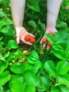 Strawberry plant in woman hands Royalty Free Stock Photo