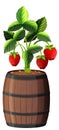 Strawberry plant in wooden pot isolated on white background Royalty Free Stock Photo