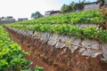 Strawberry plantation farm field in angkhang