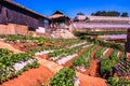 Strawberry plantation field at Doi Ang Khang