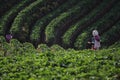 strawberry plantation at highmounatin village chiangmai northern of thailand Royalty Free Stock Photo