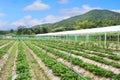 Strawberry plantation in organic farm. Healthy fruit in organic farm for restaurant or healthy club