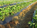 Strawberry plantation on raised beds with plastic mulch foil.