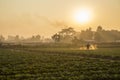 Strawberry plantations