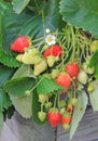 Strawberry plants, balcony garden