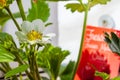 Strawberry plants in bloom