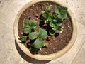 strawberry plants in container