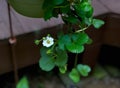 Strawberry Plants in hanging Containers Royalty Free Stock Photo