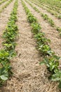 Strawberry plants on field