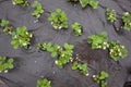 Strawberry plants with flowers Royalty Free Stock Photo