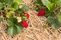 Strawberry plants with flowers and ripe strawberries growing on straw in organic garden Royalty Free Stock Photo