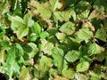 Strawberry plants (Fragaria vesca, garden variety) with spotted and bitten leaves. Diseases and pests on strawberries