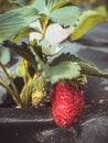 Strawberry plants growing on black spunbond, nonwoven mulch material. Strawberry bush grow in garden. Close up view