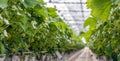 Strawberry plants growing on substrate in a large Dutch greenhouse