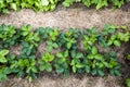 Strawberry plants planted in the farmerÃ¢â¬Ës field in springtime, plants on the straw of haulm background