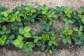 Strawberry plants planted in the farmerÃ¢â¬Ës field in springtime, plants on the straw of haulm background