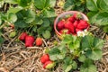 Strawberry plants with ripe strawberries, flowers and bowl of strawberries Royalty Free Stock Photo