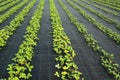 Strawberry plants