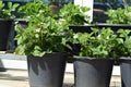 strawberry plants blooming in pots