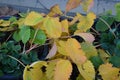 strawberry plants with yellow leaves in winter Royalty Free Stock Photo