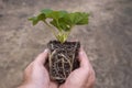 A strawberry plug plant ready to be planted Royalty Free Stock Photo