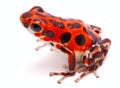 Strawberry poison dart or arrow frog Red Frog Beach Royalty Free Stock Photo