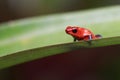 Strawberry Poison Dart Frog