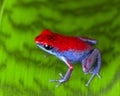 Strawberry poison frog