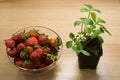 Strawberry in pot and berries in bowl