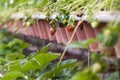 Strawberry in the pot