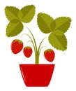 Strawberry in pot