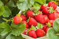 Strawberry punnet full of freshly picked organic strawberries Royalty Free Stock Photo