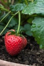 Strawberry after the rain Royalty Free Stock Photo