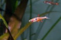 Strawberry Rasbora