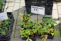 Strawberry raspberry (Rubus illecebrosus) seedling