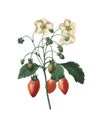 Carving of strawberry by Pierre Joseph Redoute