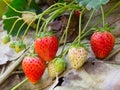 Strawberry ripe in the garden